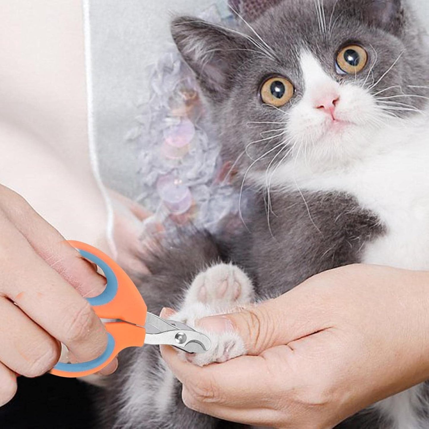 Coupe - Ongles - PetCatNailScissor™ - Orange Bleu - Griffes & Solutions