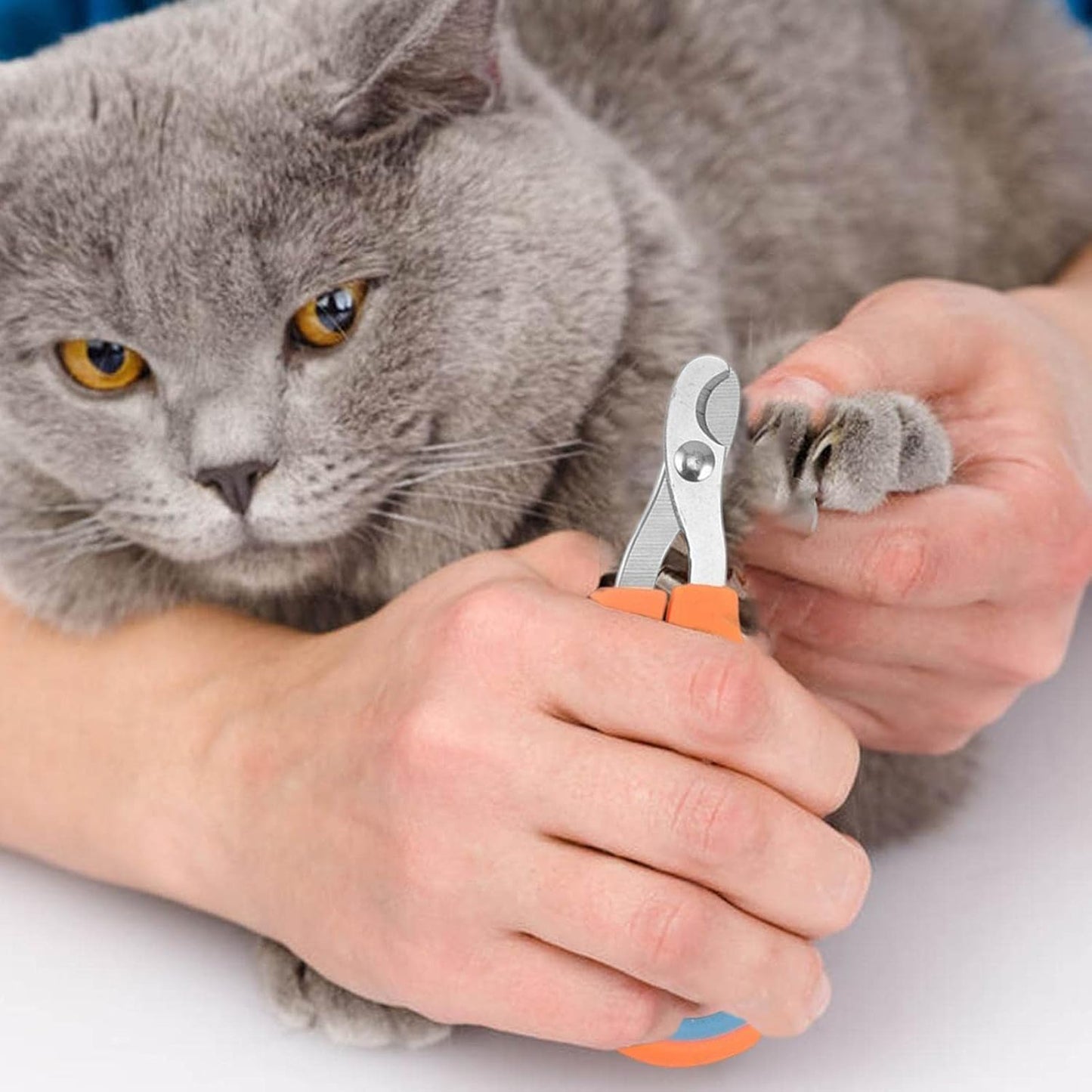 Coupe - Ongles - PetCatNailScissor™ - Orange Bleu - Griffes & Solutions